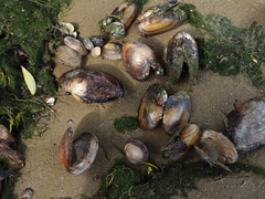 Sinanodonta woodiana