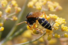 Gorytes quinquecinctus