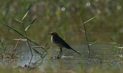 Motacilla citreola