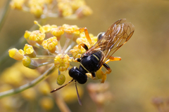 Gorytes quinquecinctus