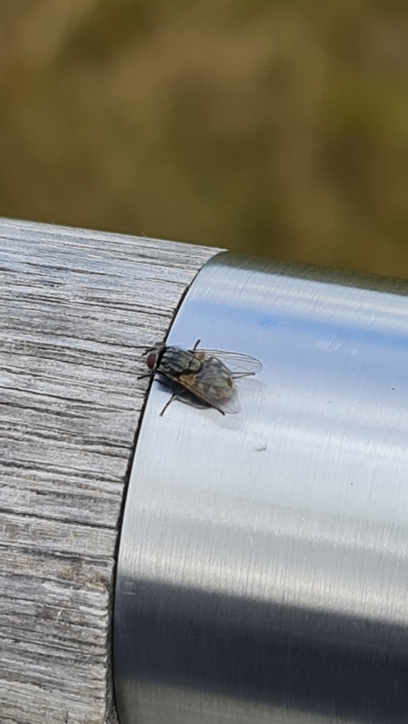 Fave Fly Face fly from Nykøbing F, 4800 Nykøbing Falster, Danmark on September ...