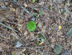 Leucobryum glaucum
