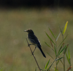 Motacilla citreola