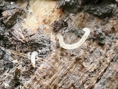 Enchytraeidae