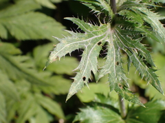 Eryngium alpinum
