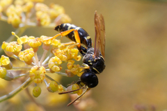 Gorytes quinquecinctus