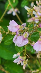 Desmodium canescens
