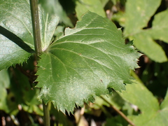 Eryngium alpinum