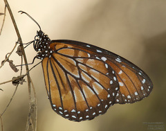 Danaus eresimus