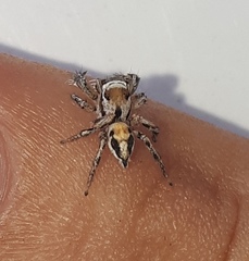Habronattus aztecanus