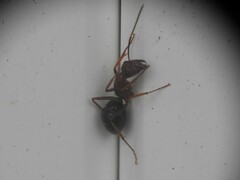 Camponotus floridanus