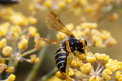 Gorytes quinquecinctus