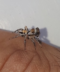 Habronattus aztecanus