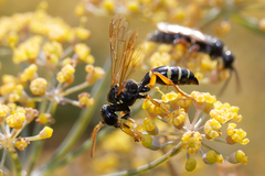 Gorytes quinquecinctus