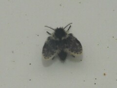 Lepiseodina conspicua