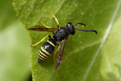 Ancistrocerus