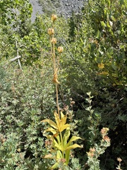 Lilium parvum