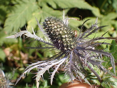 Eryngium alpinum