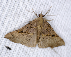 Hypena edictalis