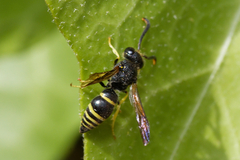 Ancistrocerus