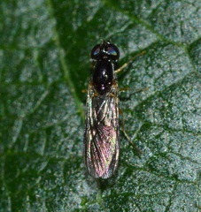 Sargus decorus