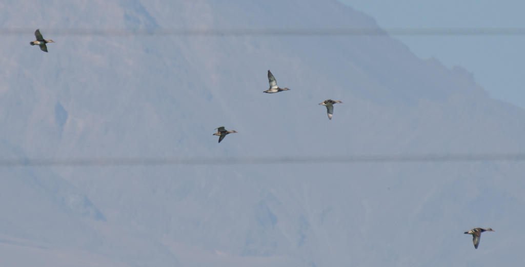 Ducks, Geese, and Swans from Ararat Province, Armenia on September 10, 2022 at 1002 AM by Katen