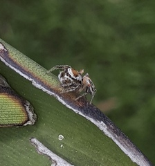 Habronattus aztecanus