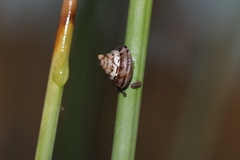 Trochoidea trochoides