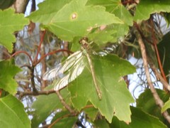 Gomphidae