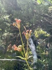 Lilium parvum