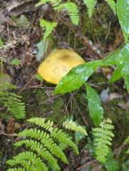 Retiboletus ornatipes