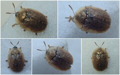 Hypocassida subferruginea