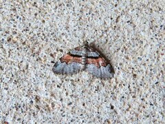 Xanthorhoe labradorensis