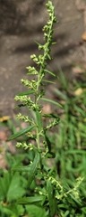 Artemisia indica
