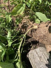 Catalpa bignonioides