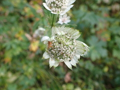 Astrantia