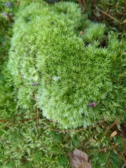 Leucobryum glaucum