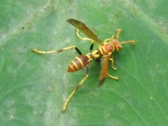 Mischocyttarus mexicanus