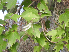 Gomphidae