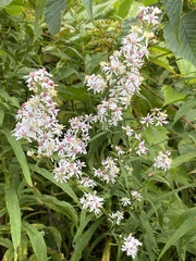 Symphyotrichum urophyllum
