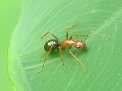 Camponotus floridanus