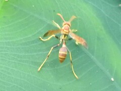 Mischocyttarus mexicanus