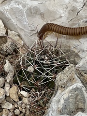 Hamatocactus hamatacanthus