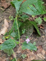 Elephantopus carolinianus