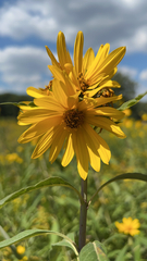 Helianthus maximiliani
