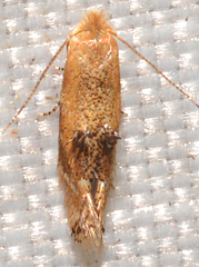 Bucculatrix coronatella