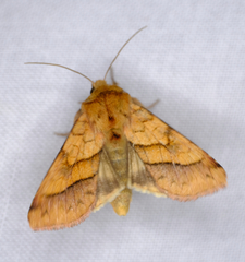 Pyrrhia exprimens