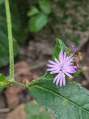 Elephantopus carolinianus