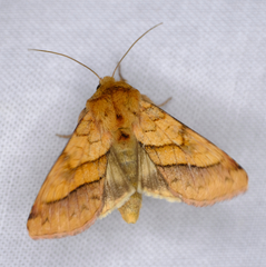 Pyrrhia exprimens