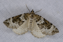 Eulithis explanata